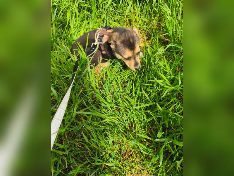 Ruby - klein, mutig und bereit fürs Leben - aktuell in Rumänien