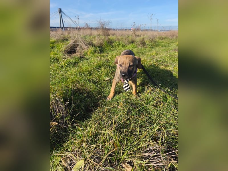 Vielleicht darf Lux schon bald dein Herzenshund sein - in Hausen auf Pflegestelle