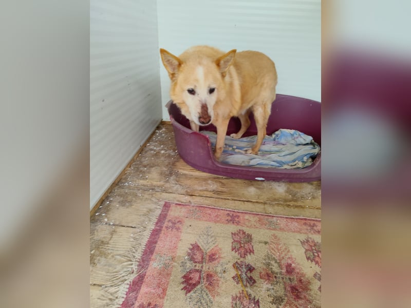 Senior Rusty - erst gequält, dann abgeschoben  - aktuell in Rumänien
