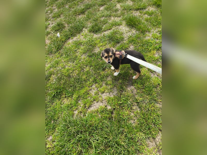 Ruby - klein, mutig und bereit fürs Leben - aktuell in Rumänien