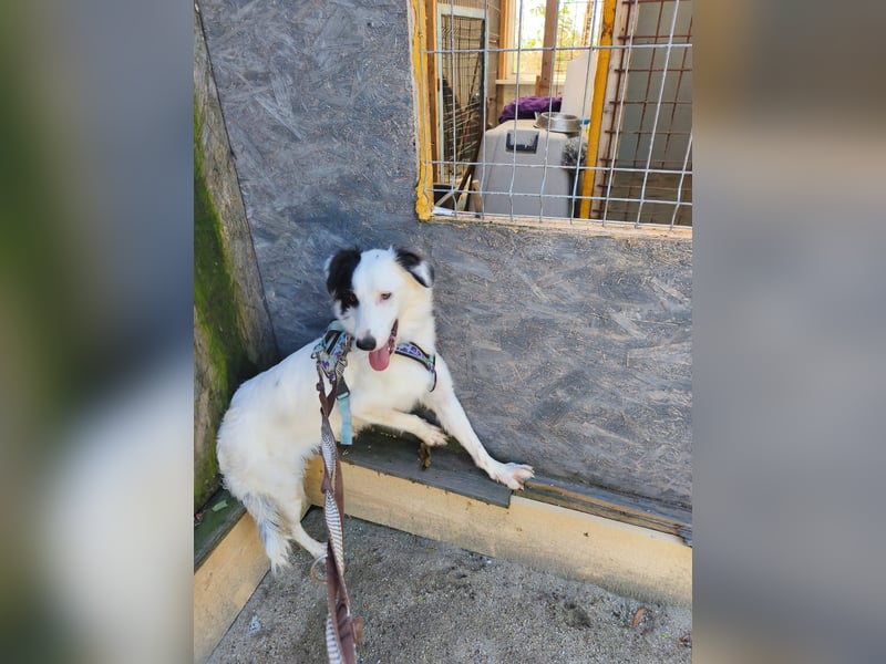 Lady sucht ein warmes Körbchen - noch in Rumänien
