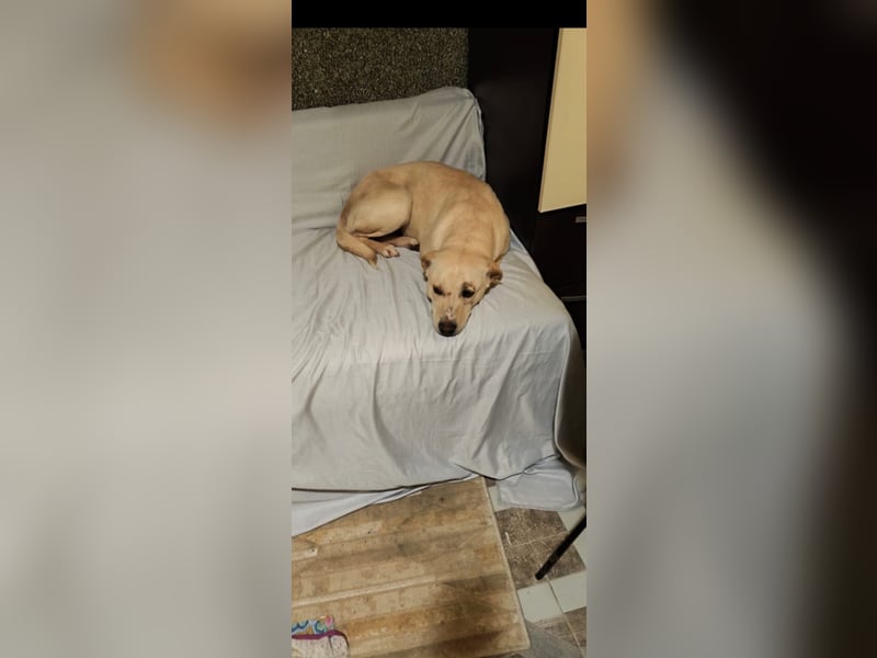 Sanfte Sky - erst vorsichtig - dann zeigt sie ihre liebevolle Seite - jetzt in 97724 Burglauer