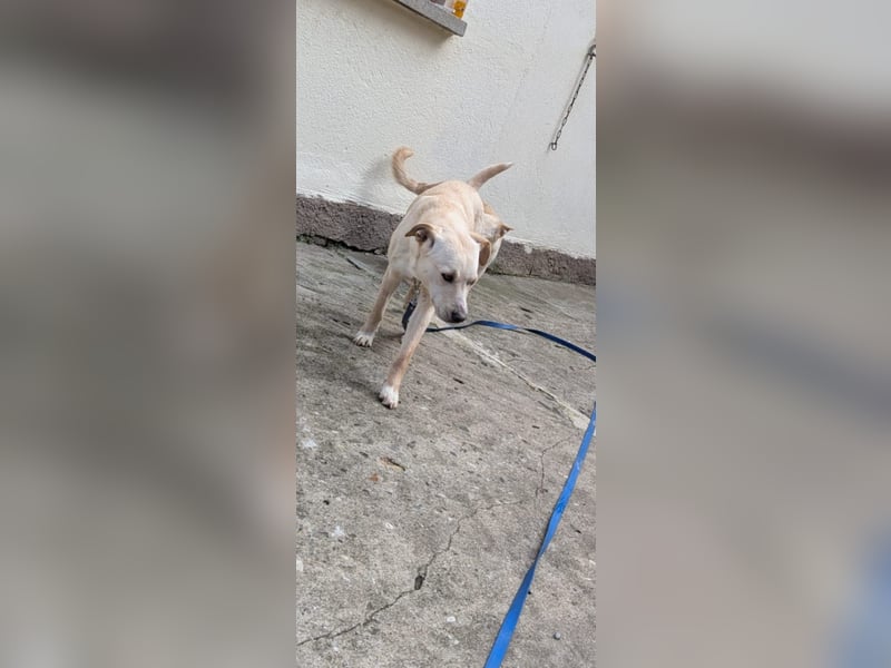 Sanfte Sky - erst vorsichtig - dann zeigt sie ihre liebevolle Seite - jetzt in 97724 Burglauer