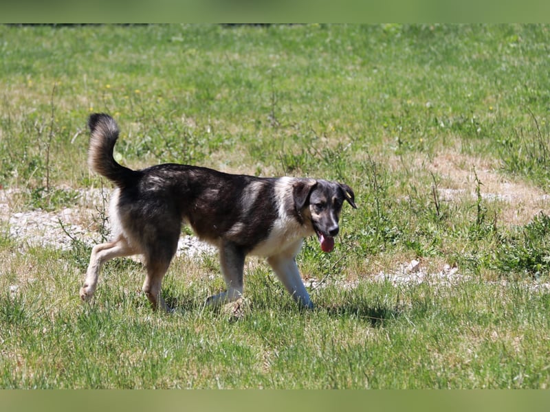 Ronja sucht ihr Für-immer-Zuhause - aktuell in Bosnien