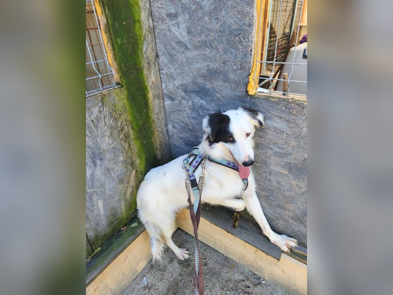 Lady sucht ein warmes Körbchen - noch in Rumänien