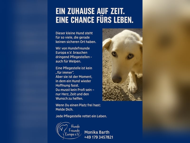 Panda - freundlicher, kastrierter Rüde - aktuell in Rumänien