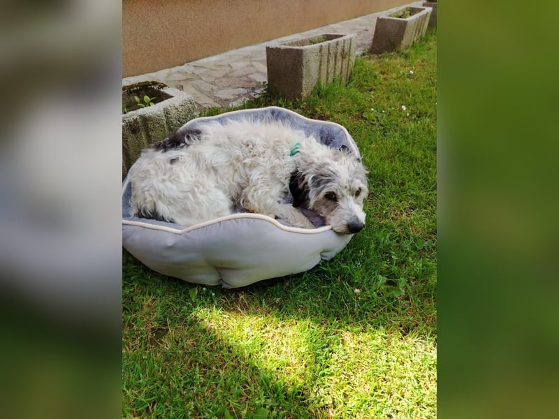 Liebenswerter Mikesch sucht dich - aktuell in Bosnien