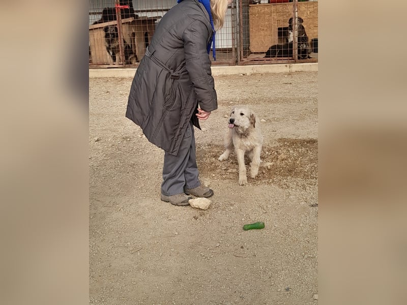 Nora - ein freches, fröhliches Hundemädchen sucht ihre Familie