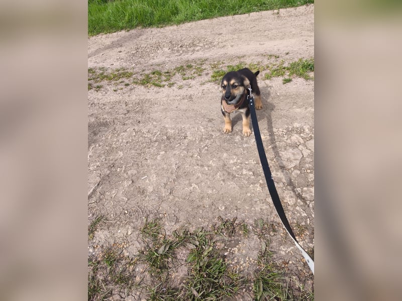 Sara - ein kleines Herz auf vier Pfoten - aktuell noch in Rumänien