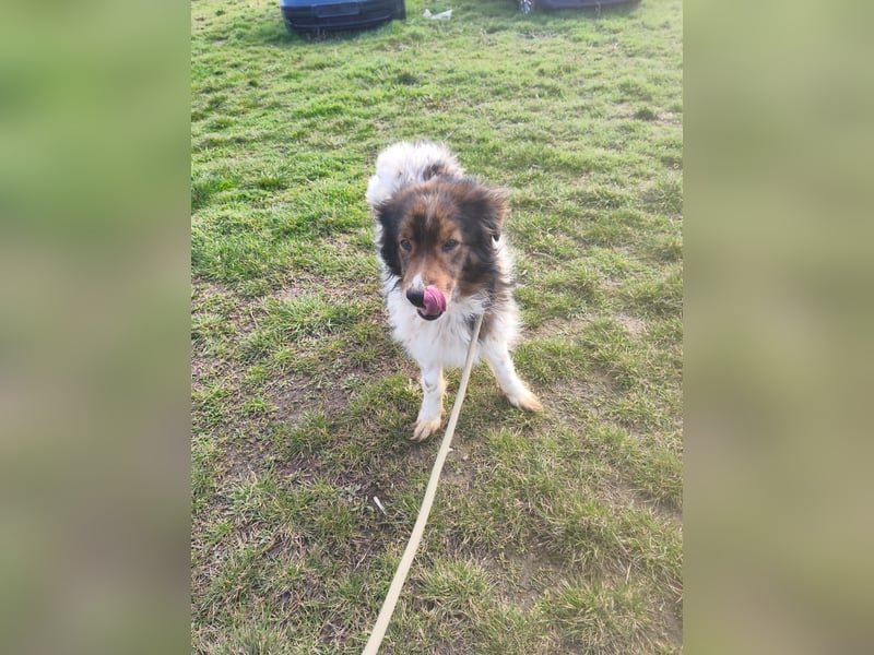 Hugo aus der Tötung sucht seine Familie - noch in Rumänien