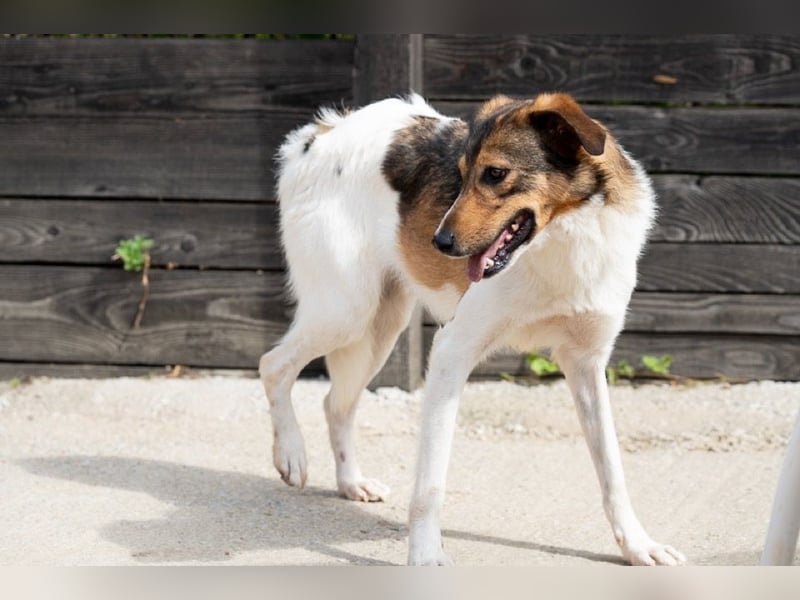 Peppone möchte die Welt erkunden