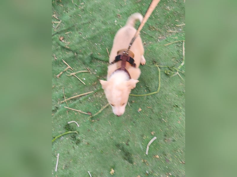 Cora sucht ihr Happy End - aktuell in Rumänien