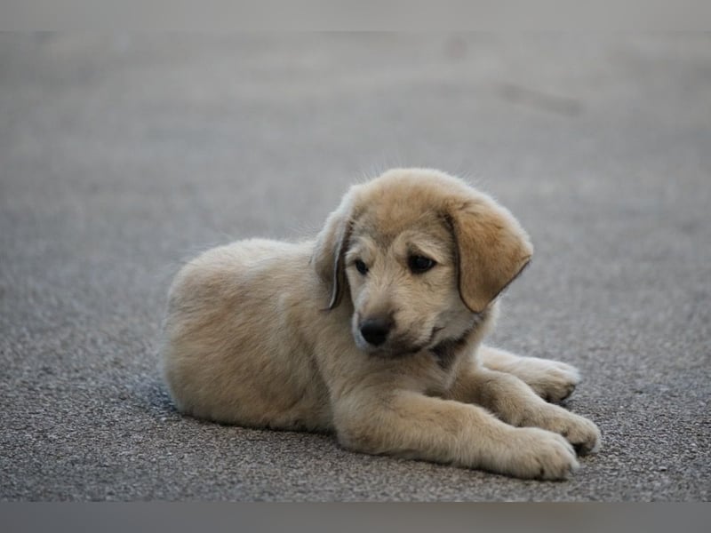 Nora - ein freches, fröhliches Hundemädchen sucht ihre Familie