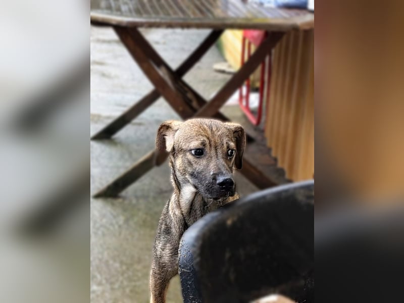 Vielleicht darf Lux schon bald dein Herzenshund sein - in Hausen auf Pflegestelle