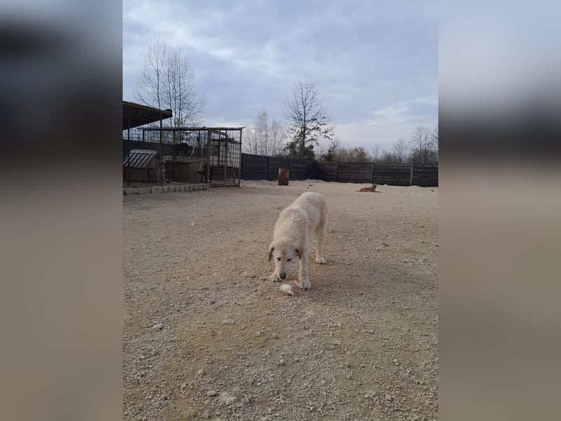 Nora - ein freches, fröhliches Hundemädchen sucht ihre Familie