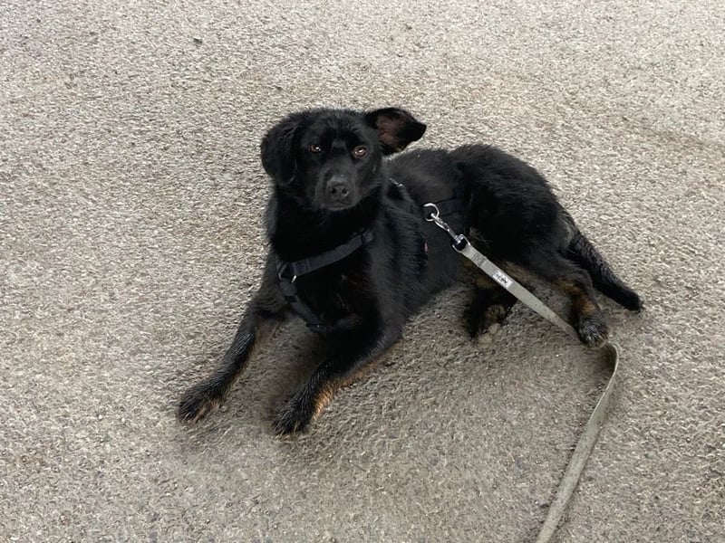 Hazel - wartet in 97209 Veitshöchheim auf ihre Familie