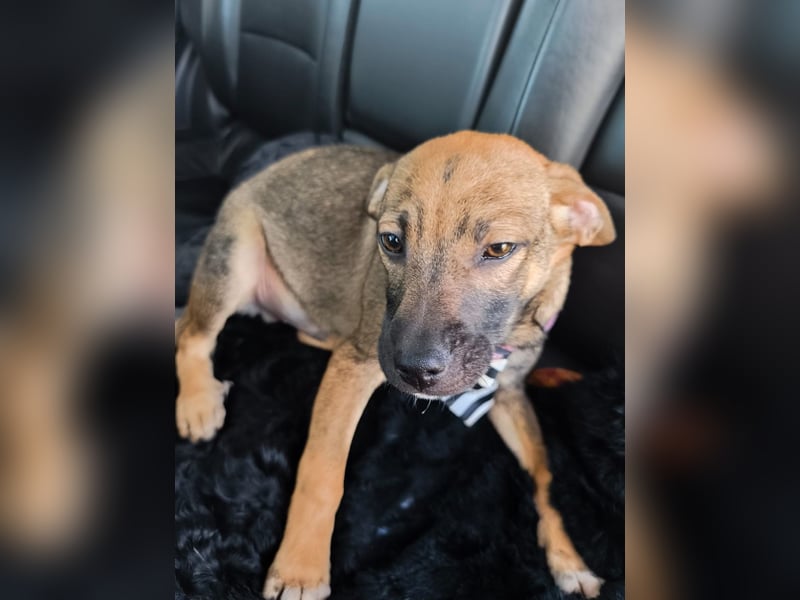 Vielleicht darf Lux schon bald dein Herzenshund sein - in Hausen auf Pflegestelle