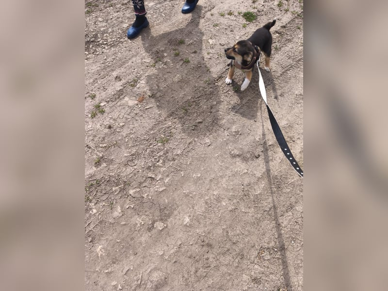 Ruby - klein, mutig und bereit fürs Leben - aktuell in Rumänien