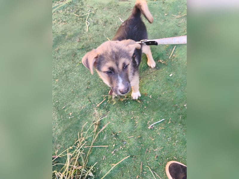 Sonnenschein  Sonny sucht sein Zuhause - aktuell in Rumänien
