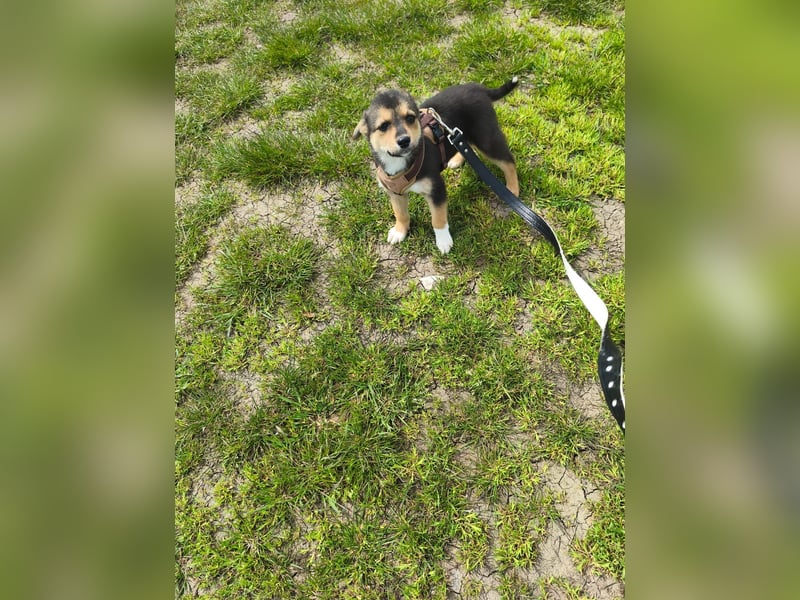 Ruby - klein, mutig und bereit fürs Leben - aktuell in Rumänien