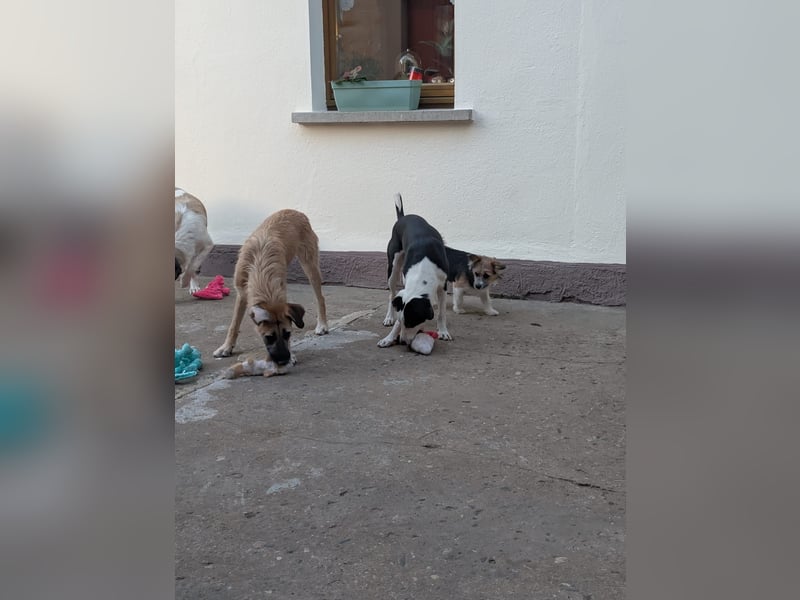 Benny – kleiner Herzenshund mit besonderem Blick - in 97724 Burglauer auf Pflegestelle