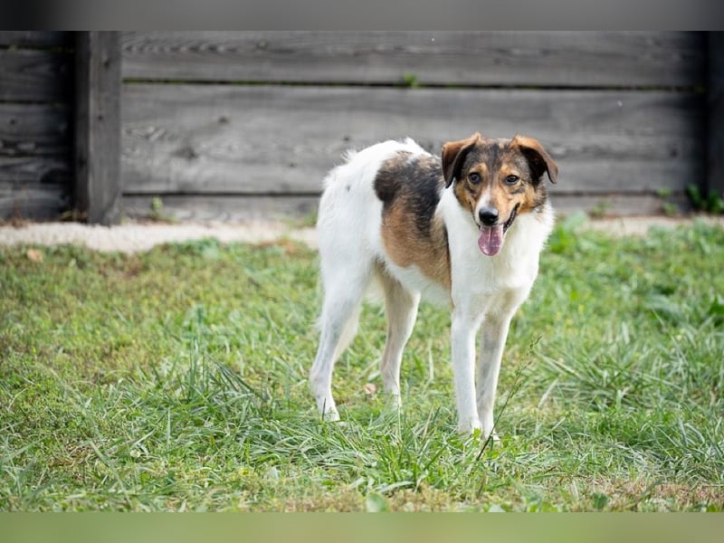 Peppone möchte die Welt erkunden