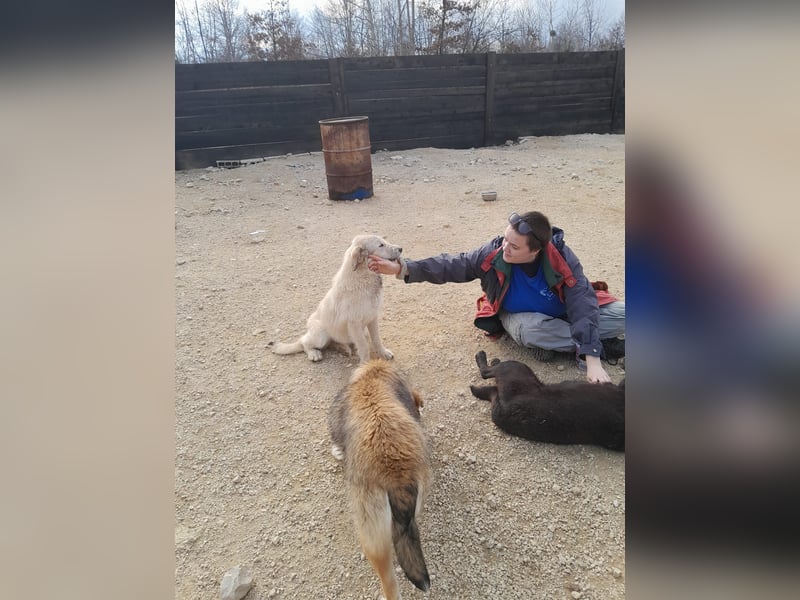 Nora - ein freches, fröhliches Hundemädchen sucht ihre Familie