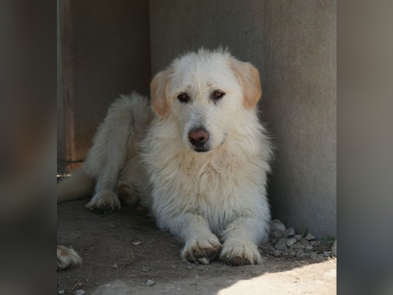 Garetto, geb. ca. 04/2025, lebt in GRIECHENLAND, im städt. Tierheim Serres