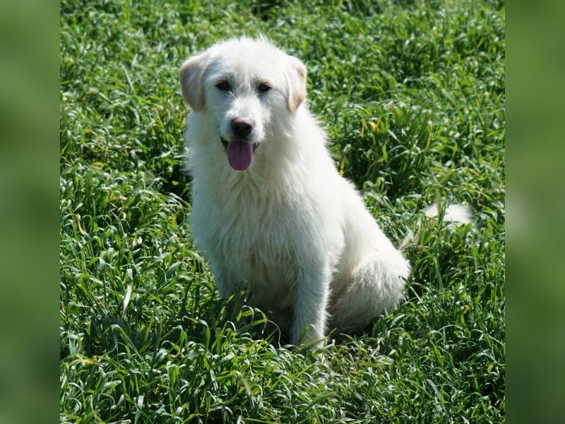 Garetto, geb. ca. 04/2025, lebt in GRIECHENLAND, im städt. Tierheim Serres
