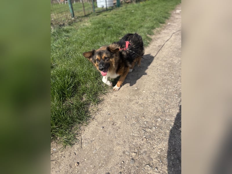 Coolio sucht sein Fürimmerzuhause