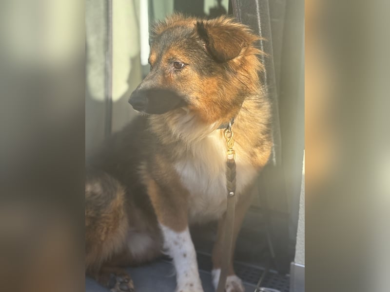 Coolio sucht sein Fürimmerzuhause
