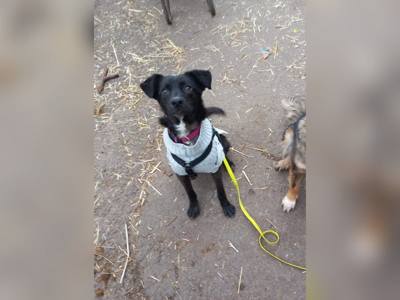 Kiwi sucht ihr Glück