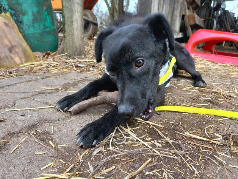 Kiwi sucht ihr Glück