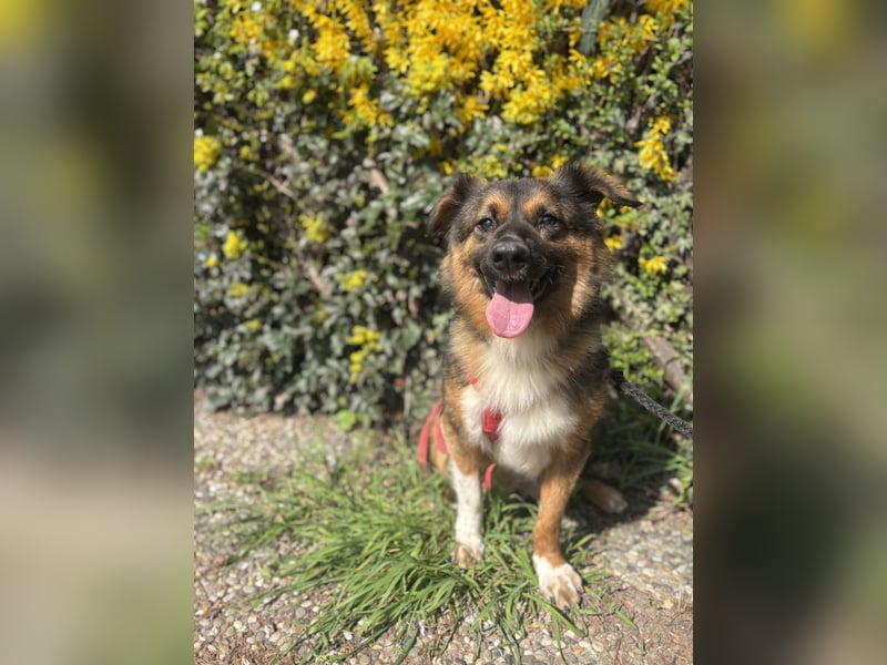 Coolio sucht sein Fürimmerzuhause