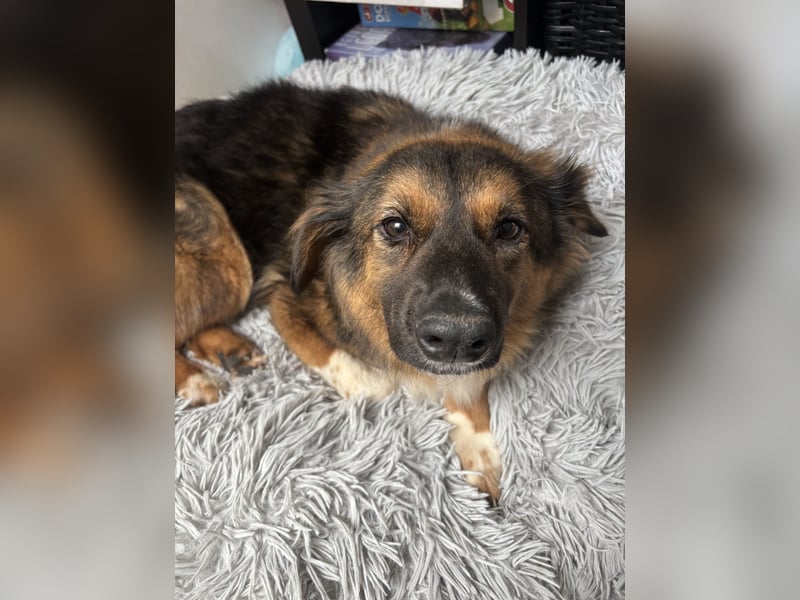 Coolio sucht sein Fürimmerzuhause
