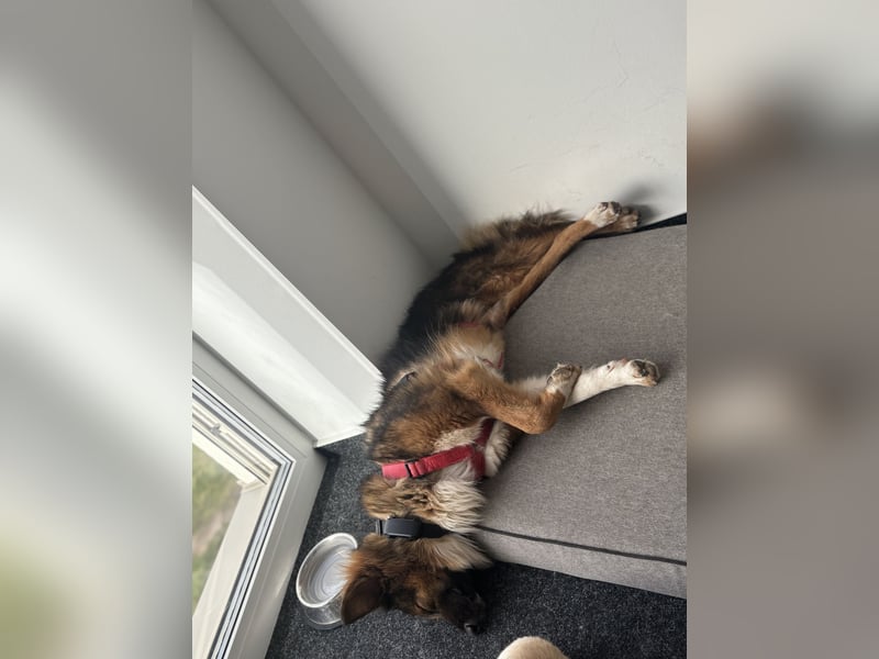 Coolio sucht sein Fürimmerzuhause