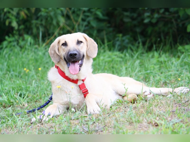 Wer schenkt unserem unsicheren Teo ein behütetes Zuhause?