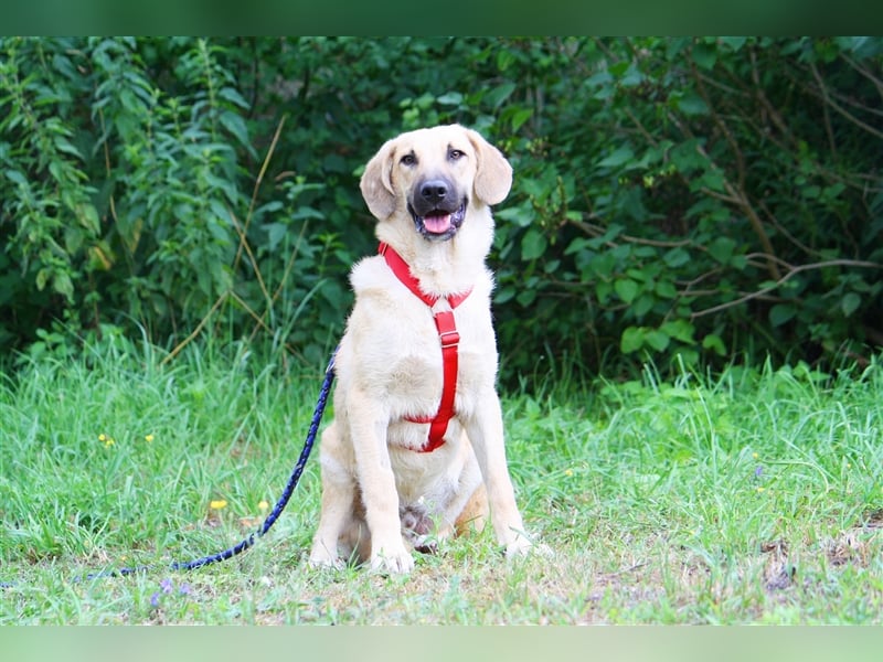 Wer schenkt unserem unsicheren Teo ein behütetes Zuhause?
