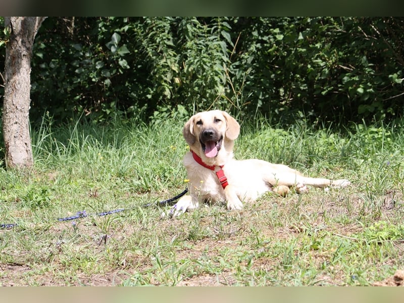 Wer schenkt unserem unsicheren Teo ein behütetes Zuhause?