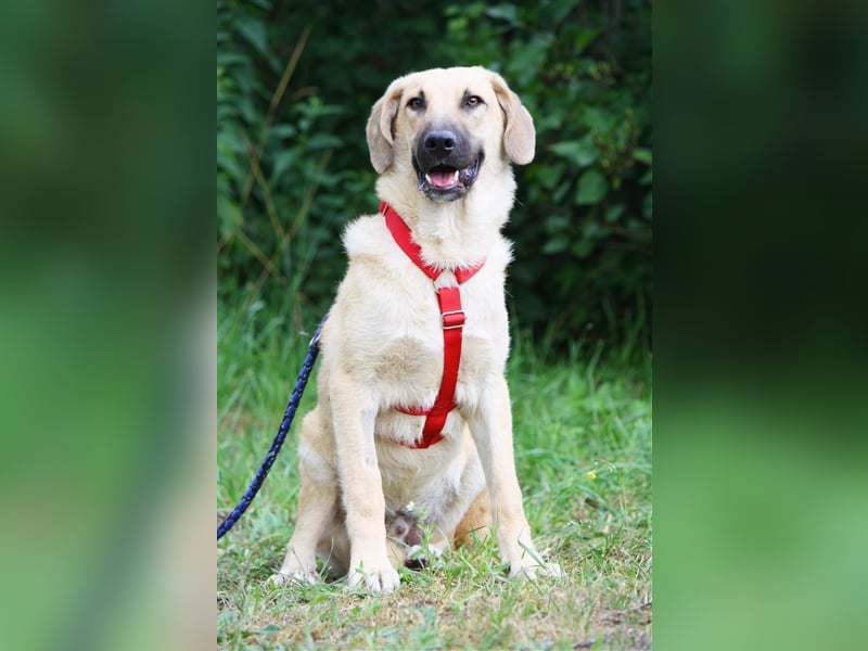 Wer schenkt unserem unsicheren Teo ein behütetes Zuhause?