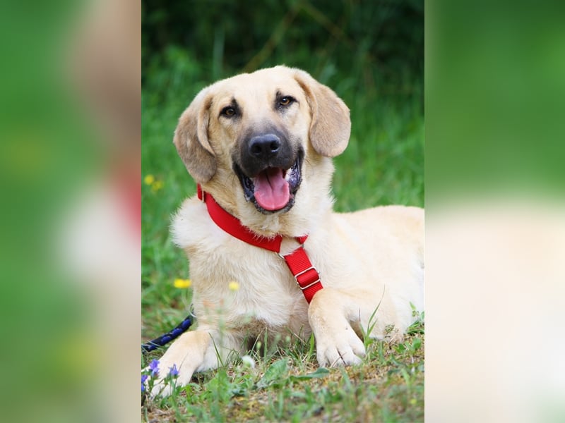 Wer schenkt unserem unsicheren Teo ein behütetes Zuhause?