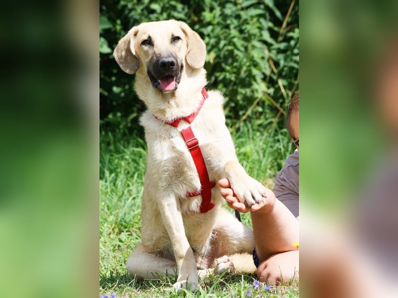 Wer schenkt unserem unsicheren Teo ein behütetes Zuhause?