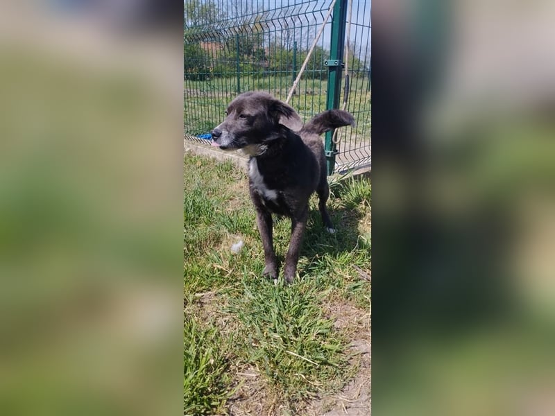 Der freundliche Pepsi ist auf der Suche nach einem gemütlichen Körbchen