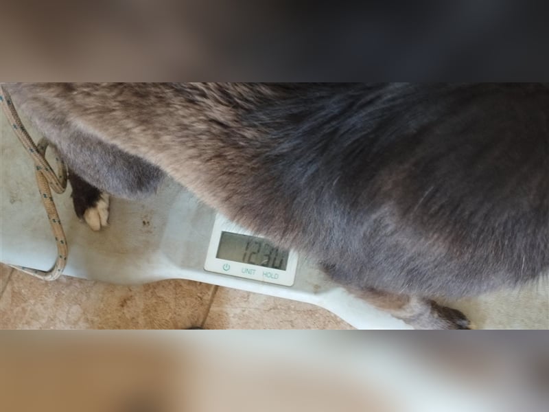 Der freundliche Pepsi ist auf der Suche nach einem gemütlichen Körbchen