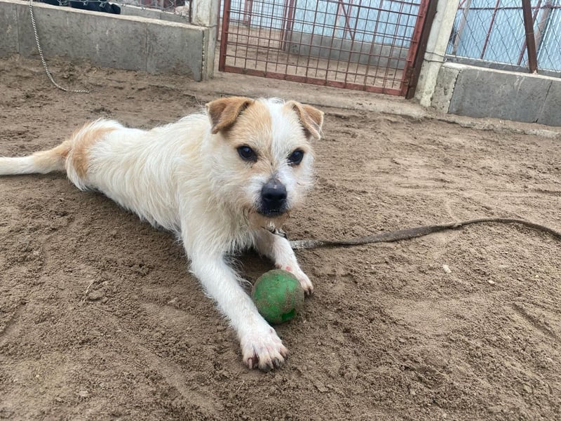 Szalkas sucht ein warmes Bettchen auf Ewigkeit!