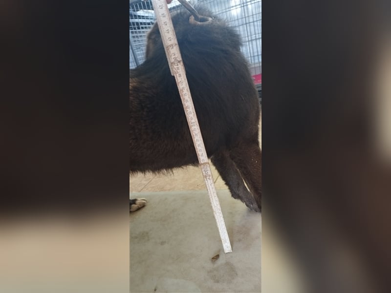 Der freundliche Pepsi ist auf der Suche nach einem gemütlichen Körbchen