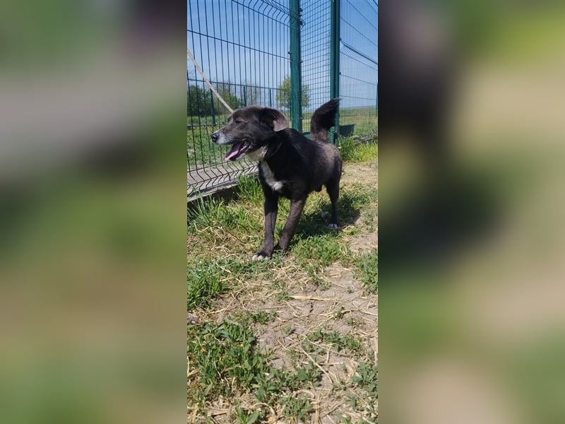 Der freundliche Pepsi ist auf der Suche nach einem gemütlichen Körbchen