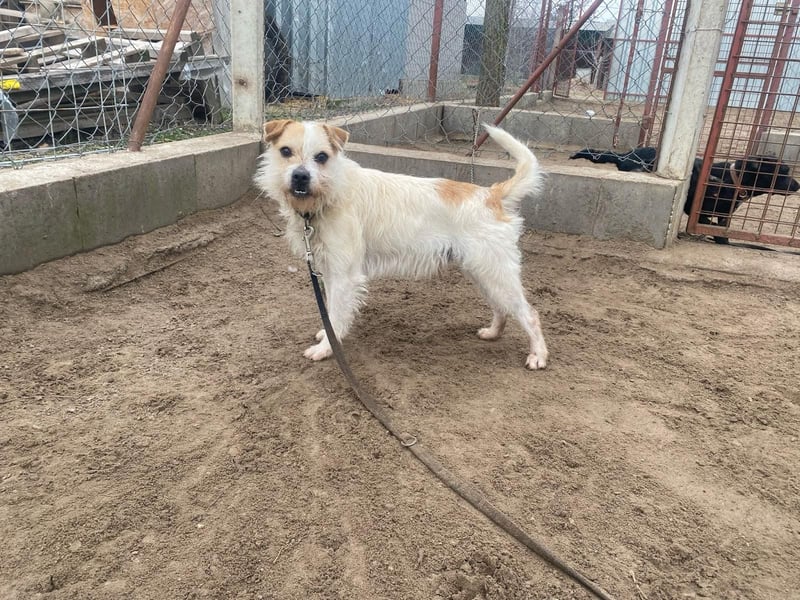 Szalkas sucht ein warmes Bettchen auf Ewigkeit!