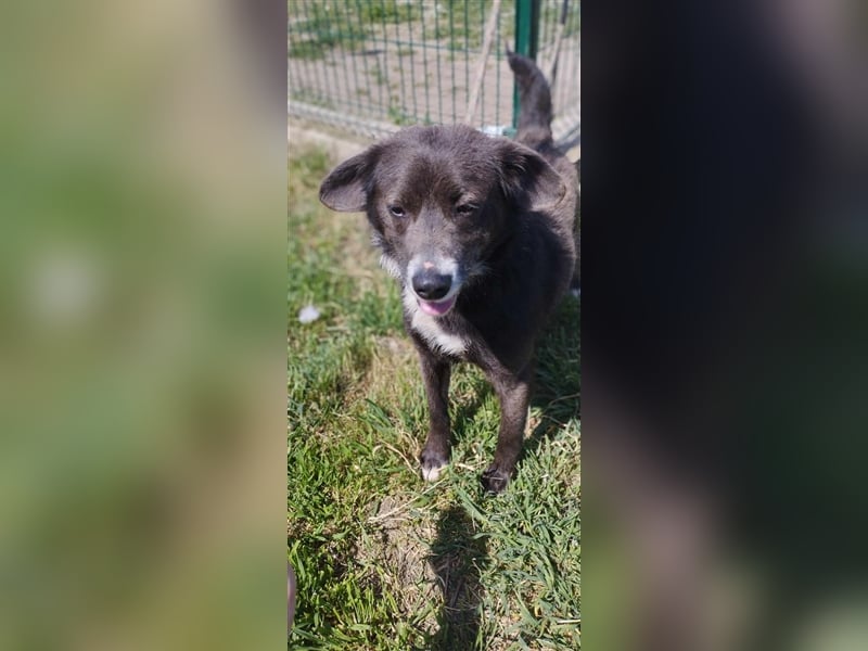 Der freundliche Pepsi ist auf der Suche nach einem gemütlichen Körbchen