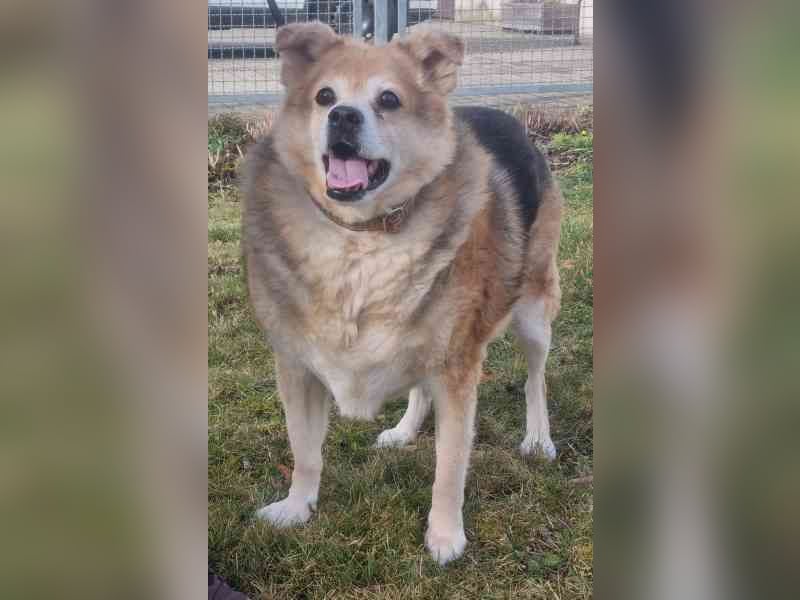 Lucky, Mischling, geb. 2013, su. ebenerdiges Zuhause, gern als Einzelhund